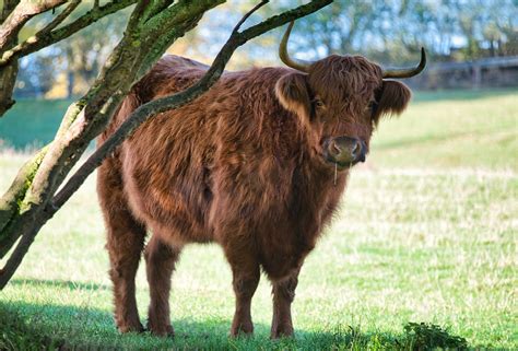 Highland Cattle Cow Livestock Free Photo On Pixabay Pixabay