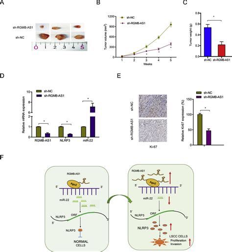 LncRNA RGMB AS1 Depletion Inhibited Tumor Growth In Vivo A C Tumor