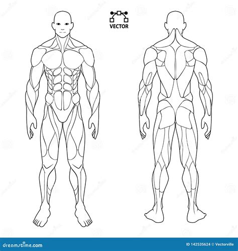 Dibujo De Los Musculos Del Cuerpo Humano Para Colorear Porn Sex Picture