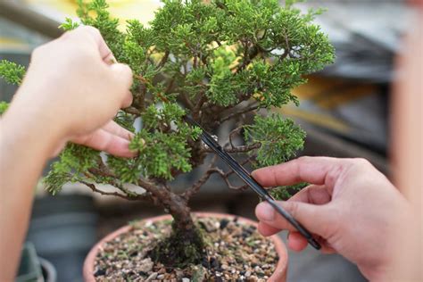 How To Grow Care For And Shape A Bonsai Tree