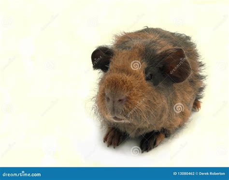 Baby Guinea Pig stock photo. Image of longhair, cute - 13080462