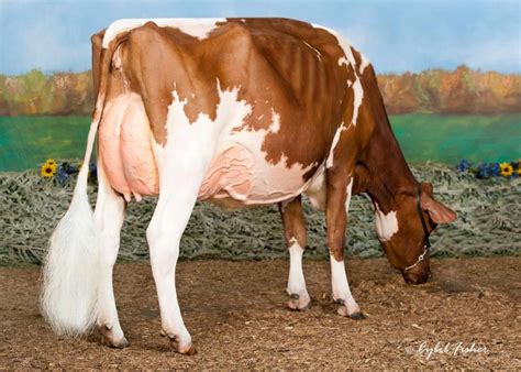 Ms Daniella Dana Rc Ex Embryosale Embryos