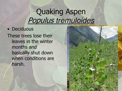 Ppt Quaking Aspen Populus Tremuloides Powerpoint Presentation Free