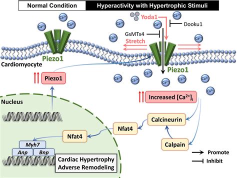 Piezo Mediated Mechanotransduction Promotes Cardiac Hypertrophy By