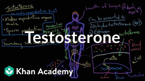 Testosterone Reproductive System Physiology Nclex Rn Khan Academy