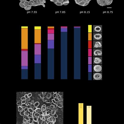 A Unique Defect In Coccolith Morphology Occurs At Low Seawater Ph A