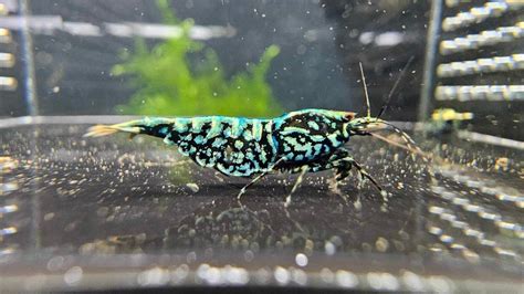 Presale Top Grade Blue Galaxy Snowflake Fishbone Caridina Shrimp