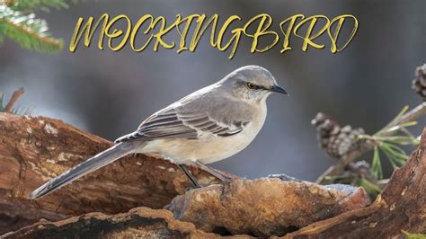 Mockingbird Sounds Bird Sounds Youtube