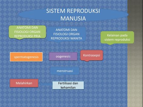 Ppt Sistem Reproduksi Manusia Powerpoint Presentation Free Download Id 2942753