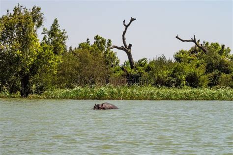 Hippo Looking Out Of The Water In Lake Tana Ethiopia Stock Image