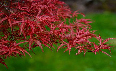 Buy Beni Komachi Japanese Maple The Tree Center™