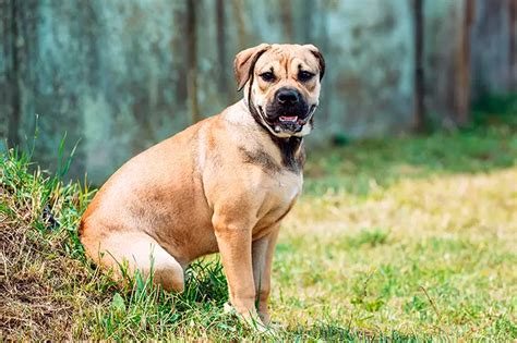 Descubre Las Mejores Razas De Perros Grandes De Pelo Corto