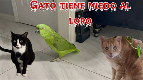 Loro Llorando Porq El Gato Lo Desprecia Loro Dice Mala Palabras Loro