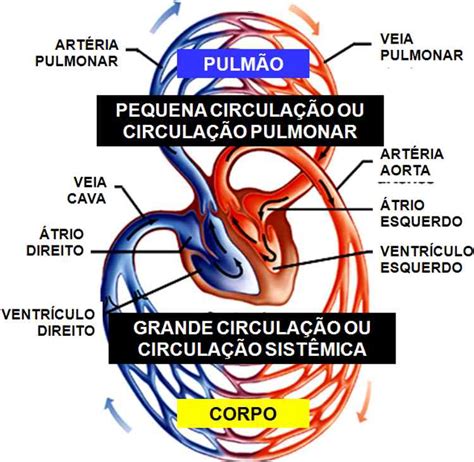 Ajuda alunos Sistema circulatório