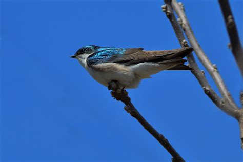 Tree Swallow Help Me Identify A North American Bird Whatbird Community