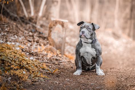 Datos Sobre Los Staffordshire Bull Terriers Que Probablemente No