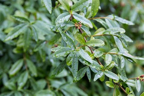 Premium Photo Green Leaves With Water Drops