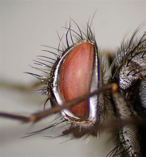 Thelaira Nigrina Male Head Elveden Centerparc Suffolk Flickr