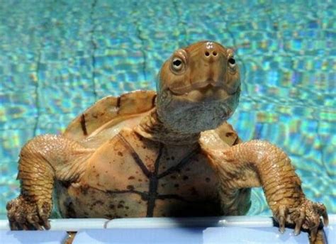 10 Pictures Of Ecstatic Turtles Tortuga Divertida Humor Divertido