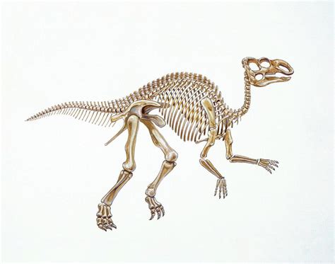 Illustration Of Skeleton Of Hadrosaurus by Deagostini/uig/science Photo Library