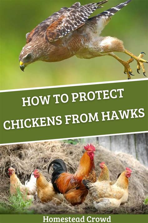 How To Protect Chickens From Hawks In 2024 Backyard Chicken Farming