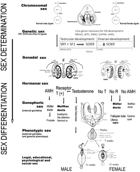 Jcm Free Full Text Disorders Of Sex Development Classification Review And Impact On Fertility