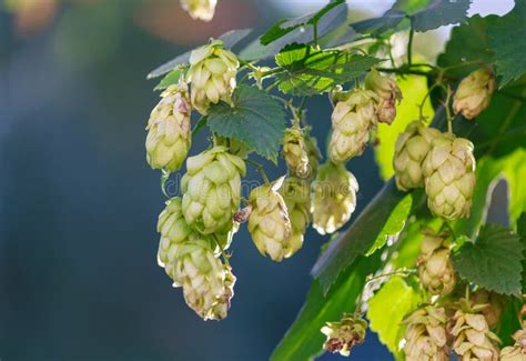 Hops Close Up Stock Photo Image Of Isolated Close Micro 3124496