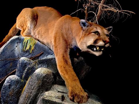 SPECTACULAR MOUNTAIN LION (PUMA CONCOLOR) FULL BODY MOUNT, 55'' LONG, 50'' HIGH FROM BASE - Able ...