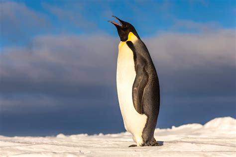 Animais Amea Ados De Extin O Pelas Mudan As Clim Ticas