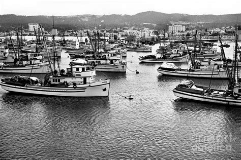 Sardine Purse Seiners Fishing Fleet At Anchor Monterey Bay Aug 1946