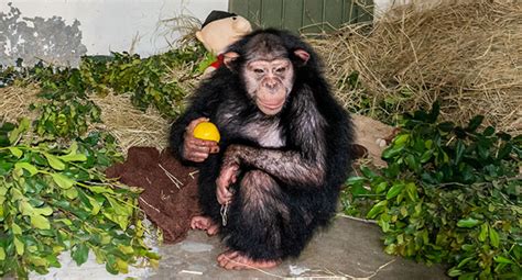 Chimp Raised By Humans Killed By Fellow Chimps After Trying To