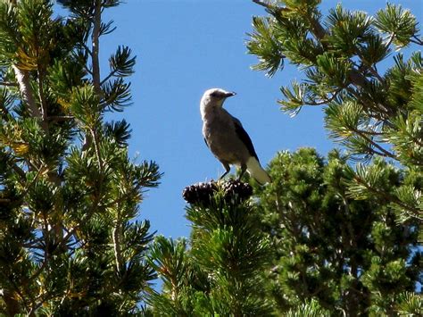 Sierra Nevada Wildlife : Photo Albums : SummitPost