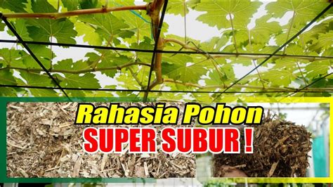 Rahasia Pohon Super Subur YouTube