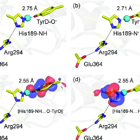 Proton Coupled Electron Transfer Via TyrD A Potential Energy Profile