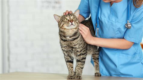 Absceso En Gatos Causas S Ntomas Y Tratamiento Cacttus