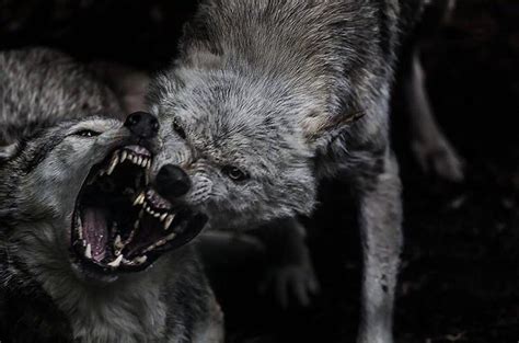 Wolves being terrifying : natureismetal