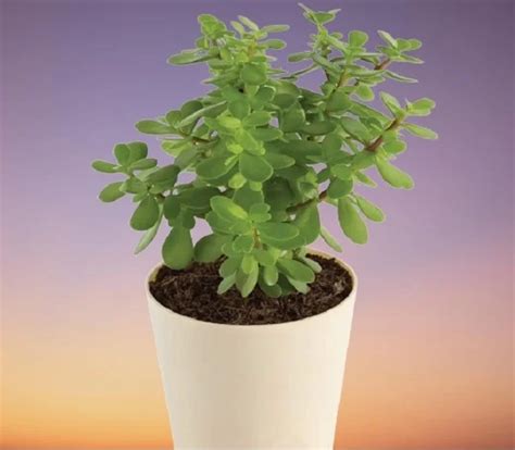 Jade Plant Crassula Ovata Indoor Care And Propagation Guide