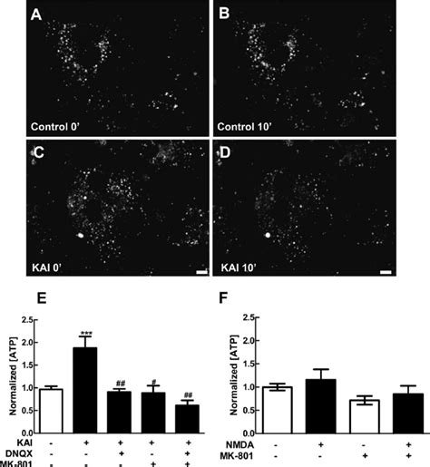 Effect Of Glutamate Agonists On Quinacrine Staining And Extracellular