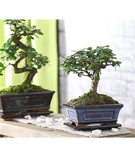 Bonsai Fukientee Carmona microphylla kugelförmig 6 Jahre Dehner