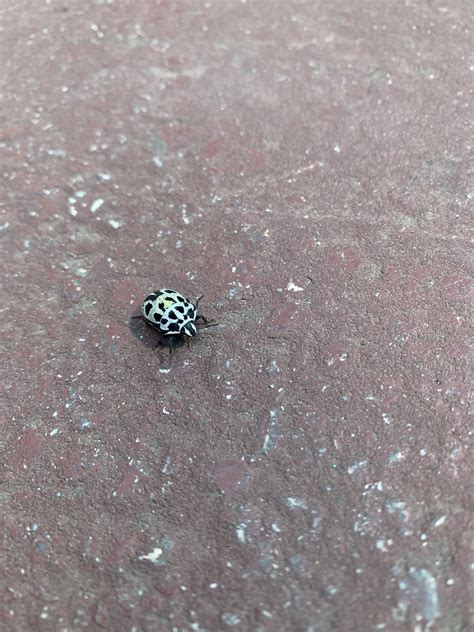 Shiny beetle! : r/RealLifeShinies