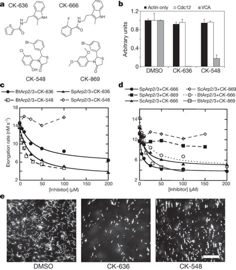 Two Classes Of Small Molecules Inhibit Nucleation Of Actin Filaments By