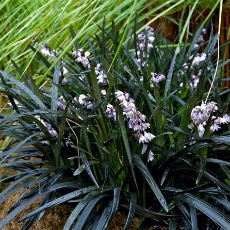 Black Mondo Grass, Ophiopogon | American Meadows