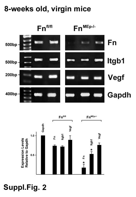 Conditional Knockout Of Fibronectin Abrogates Mouse Mammary Gland