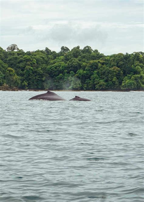 Avistamiento De Ballenas En Colombia Mejores Planes