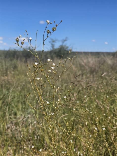 Limeum Fenestratum Fenestratum From Omaheke Region Namibia On April 11