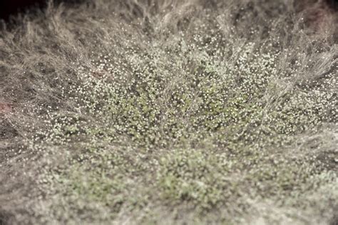 Mold Background. Macro Shot of Mold. Mold Spores in Agar-agar ...