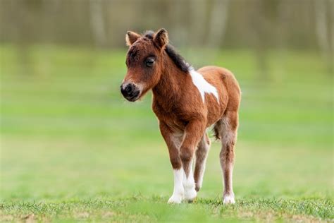 Stubborn Baby Pony Throws a Tantrum in the Most Adorable Way - Parade Pets