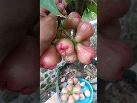 Panen Jambu Madu Deli Diplanterbek Shorts Shortvideo Fruit Viral