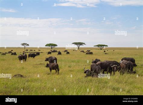 African Buffalo Herd On The Serengeti Plains Stock Photo Alamy