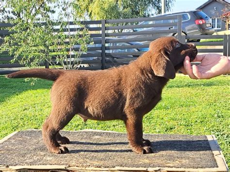 Labrador Retriver Okoladni Tenci